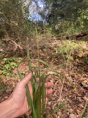Chasmanthium sessiliflorum