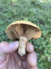 Lactarius deliciosus
