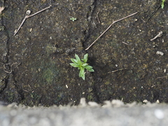 Alternanthera sessilis