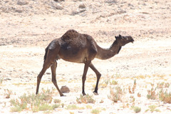 Camelus dromedarius
