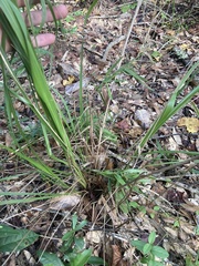 Chasmanthium sessiliflorum