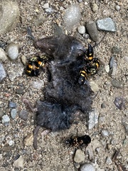 Nicrophorus tomentosus