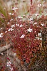 Micranthes bryophora
