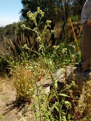 Baccharis plummerae plummerae