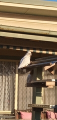 Cacatua sanguinea