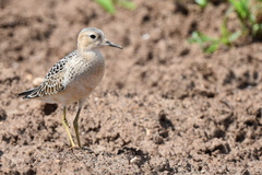 Calidris subruficollis