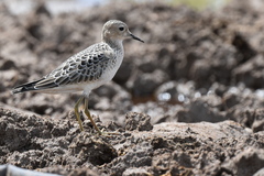 Calidris subruficollis
