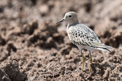 Calidris subruficollis