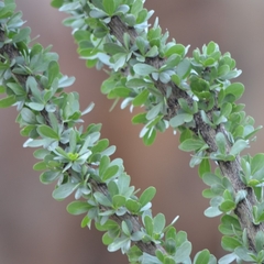 Fouquieria splendens