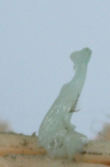 Pseudothelphusidae