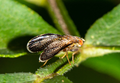 Eutreta noveboracensis