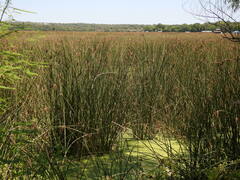 Schoenoplectus californicus