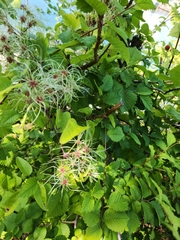 Clematis
