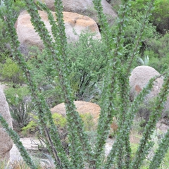 Fouquieria splendens