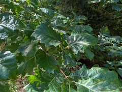 Quercus bicolor