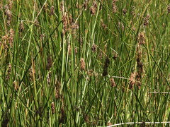 Schoenoplectus californicus