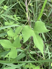Ipomoea cordatotriloba