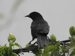 Icterus pyrrhopterus