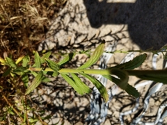 Baccharis plummerae plummerae