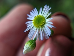Erigeron