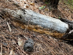 Pycnoporellus alboluteus