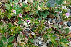 Kummerowia stipulacea