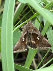 Anagrapha falcifera