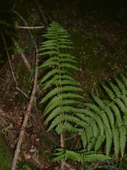 Dryopteris affinis borreri
