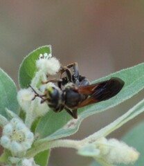 Tachytes guatemalensis