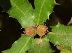 Phyllodiplosis cocciferae