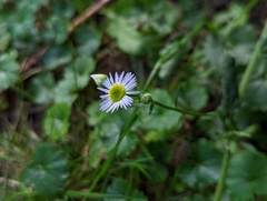 Erigeron