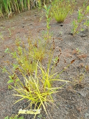Carex projecta