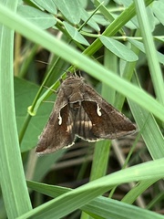 Anagrapha falcifera