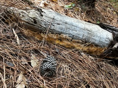 Pycnoporellus alboluteus