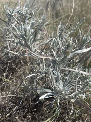 Artemisia cana