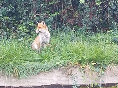Vulpes vulpes crucigera