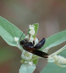 Tachytes guatemalensis