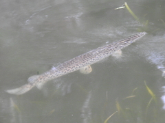 Lepisosteus platyrhincus
