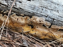 Pycnoporellus alboluteus