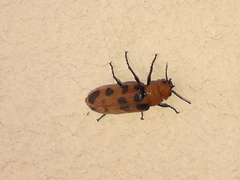 Cissites maculata