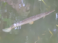Lepisosteus platyrhincus