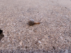 Bradybaena similaris