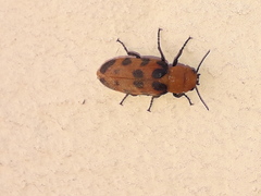 Cissites maculata