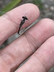 Lestes forcipatus