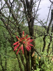 Fouquieria macdougalii