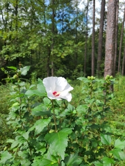 Hibiscus syriacus