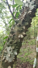 Zanthoxylum schreberi