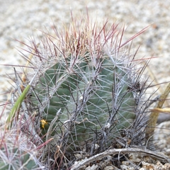 Thelocactus bicolor