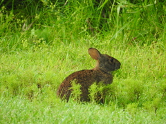 Sylvilagus palustris