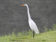 Ardea alba egretta